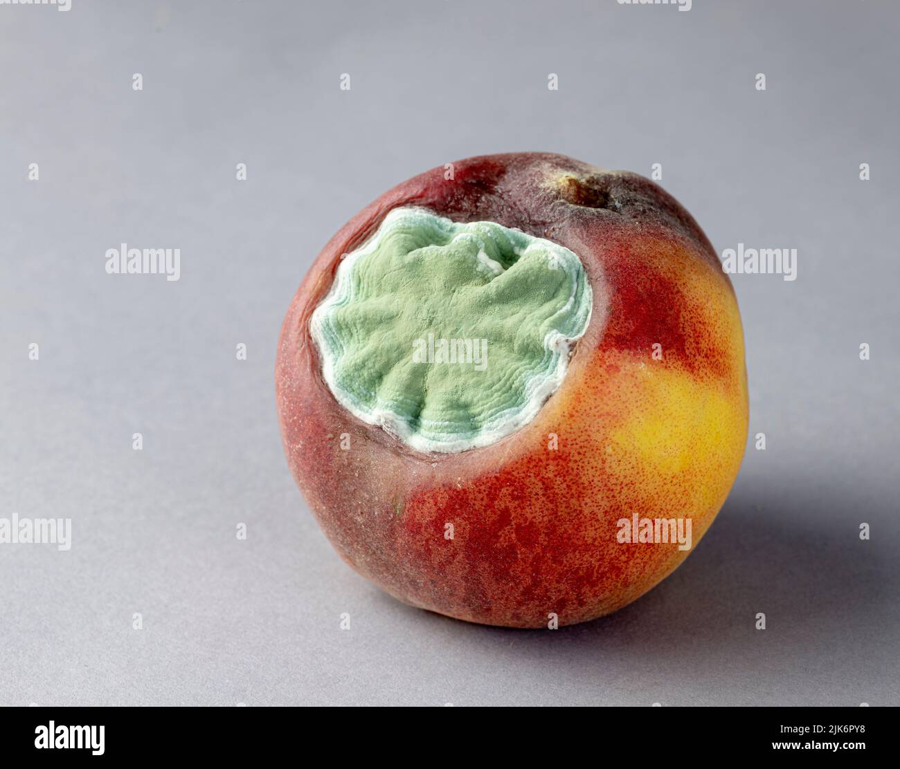 Mold growing on rotting peach. Second of a series of six. Stock Photo
