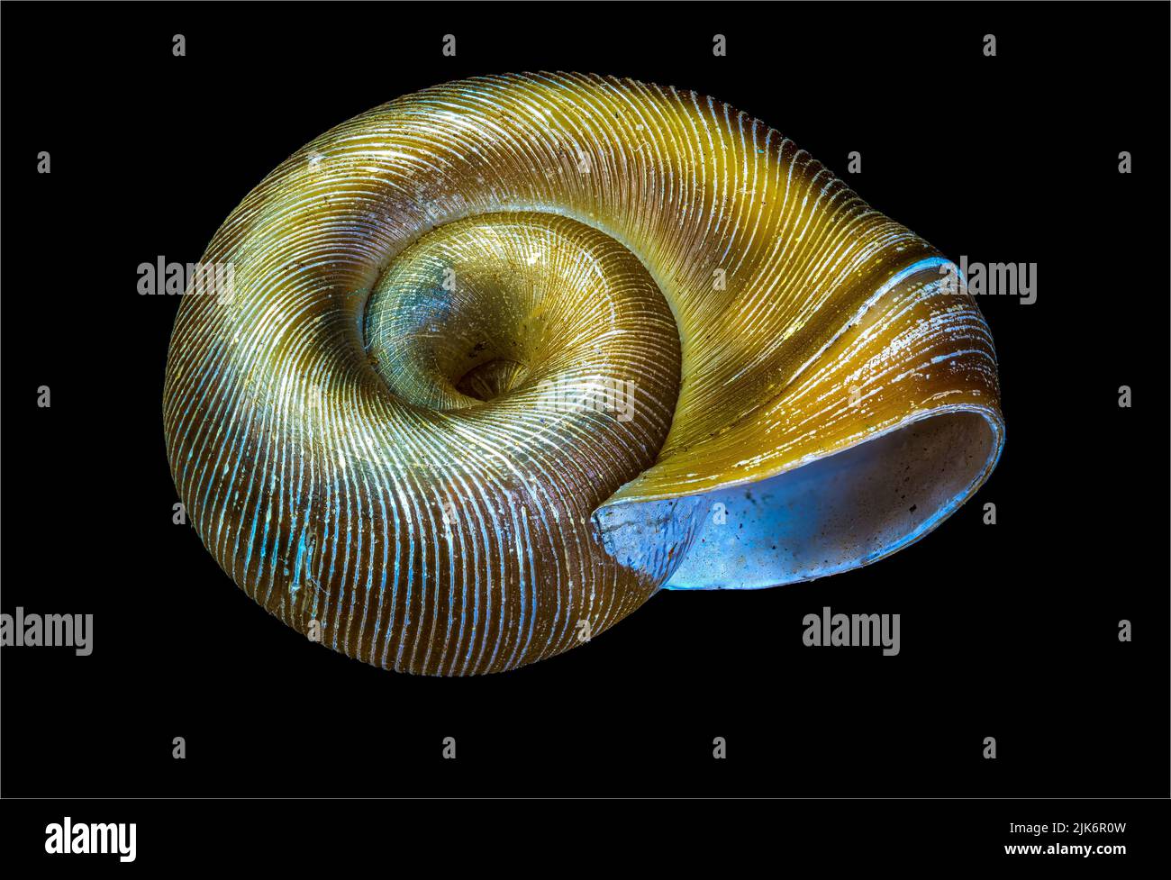 Macro view of the shell of a freshwater ramshorn snail (family Planorbidae). Stock Photo