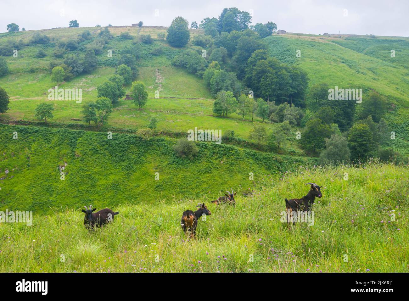 Goats grazing. El Caracol mountain pass, Cantabria, Spain. Stock Photo