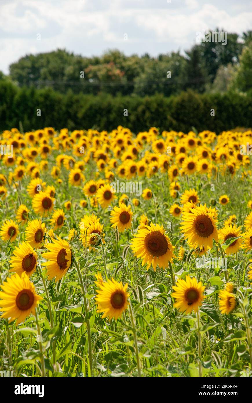 Beautiful sunflower field at StOurs farm in summer time, Quebec, Canada Stock Photo Alamy