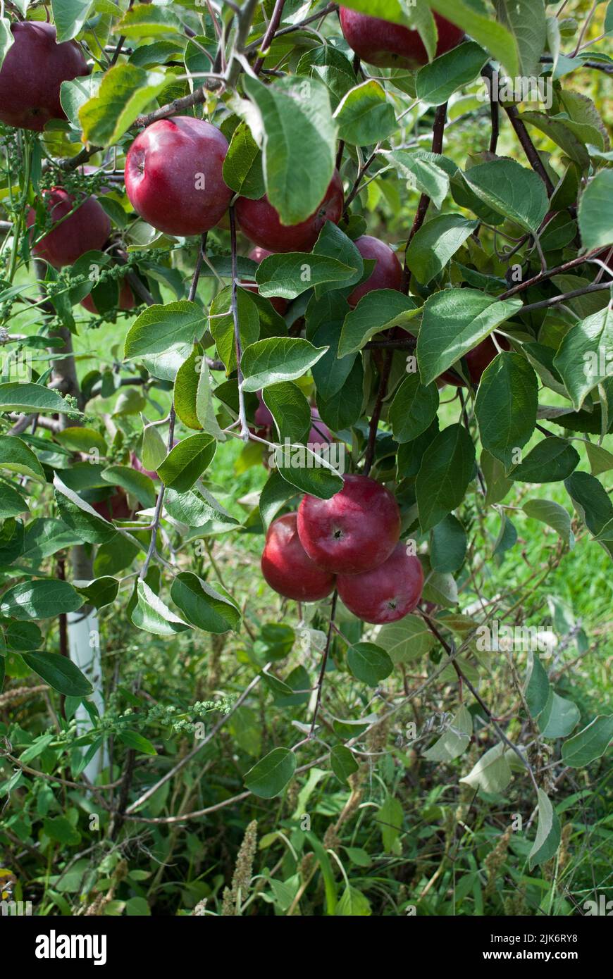 Apple picking activity, Quebec, Canada Stock Photo Alamy