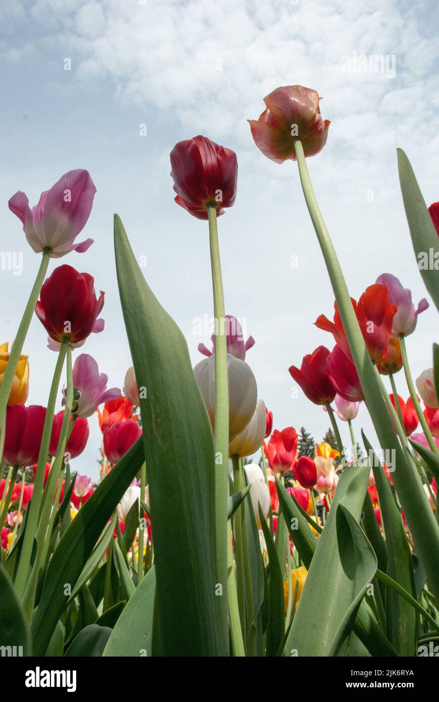 Tulip quebec hires stock photography and images Alamy