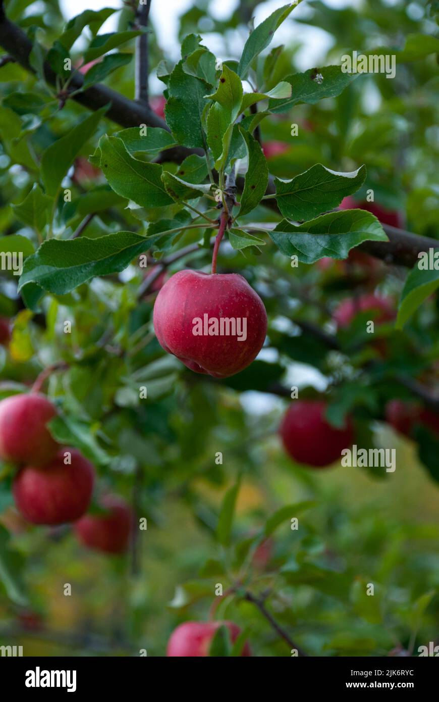 Apple picking activity, Quebec, Canada Stock Photo Alamy
