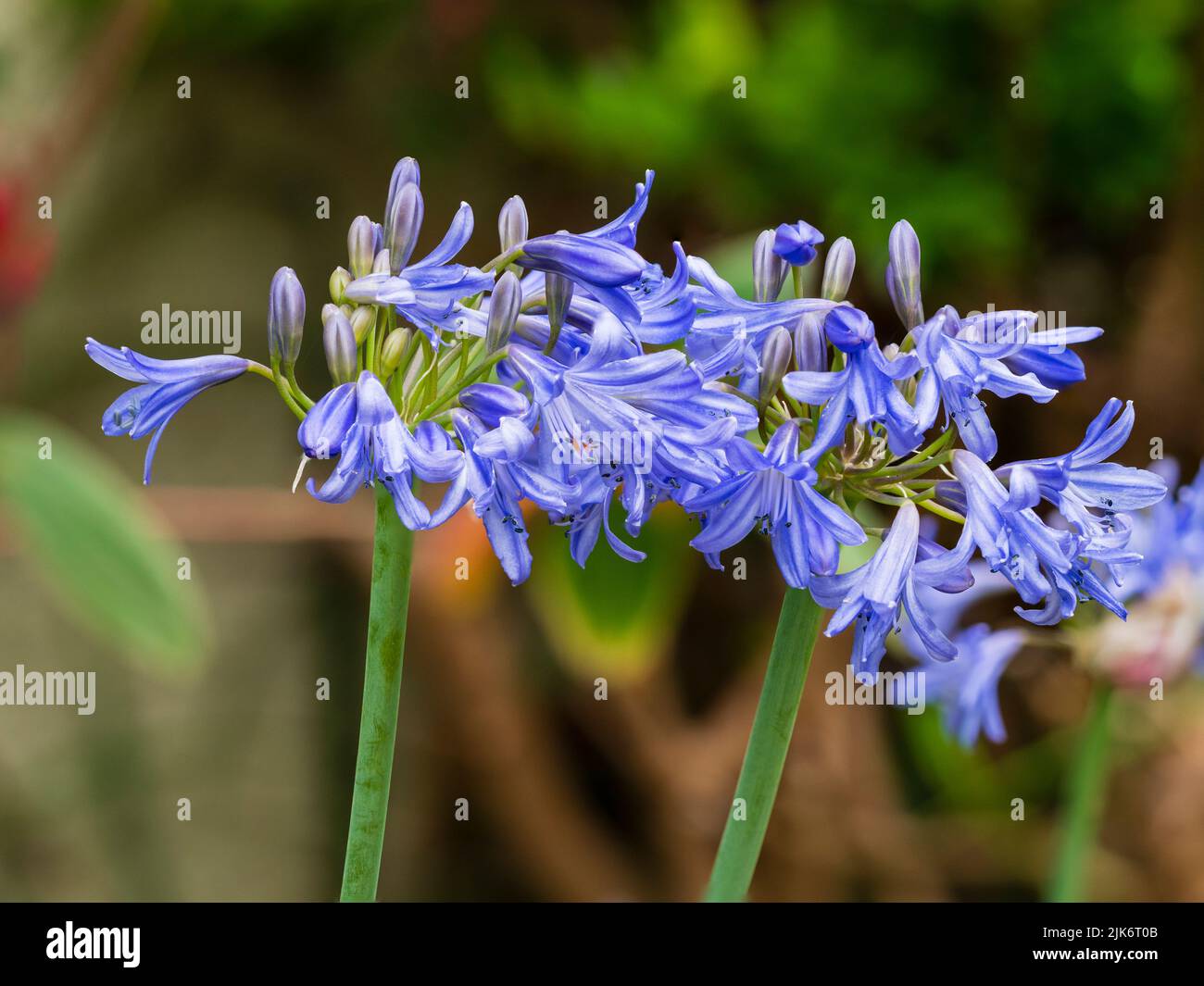 Blue trumpet flowers in the heads of the hardy, summer blooming perennial, Agapanthus 'Bressingham Blue' Stock Photo