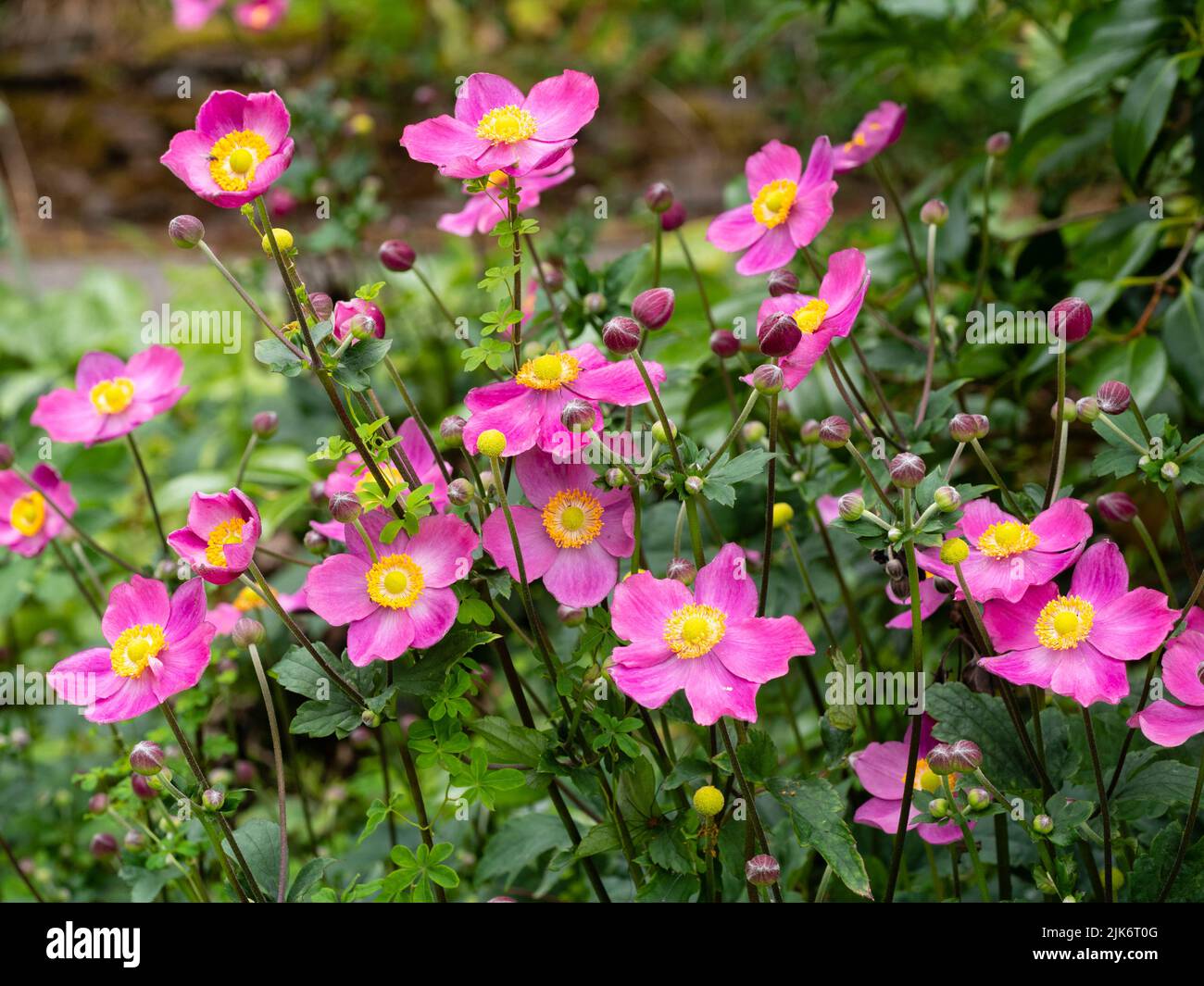 Single pink later summer flowers of the dwarf Japanese anemone, Anemone hupehensis 'Hatakeyama Single' Stock Photo