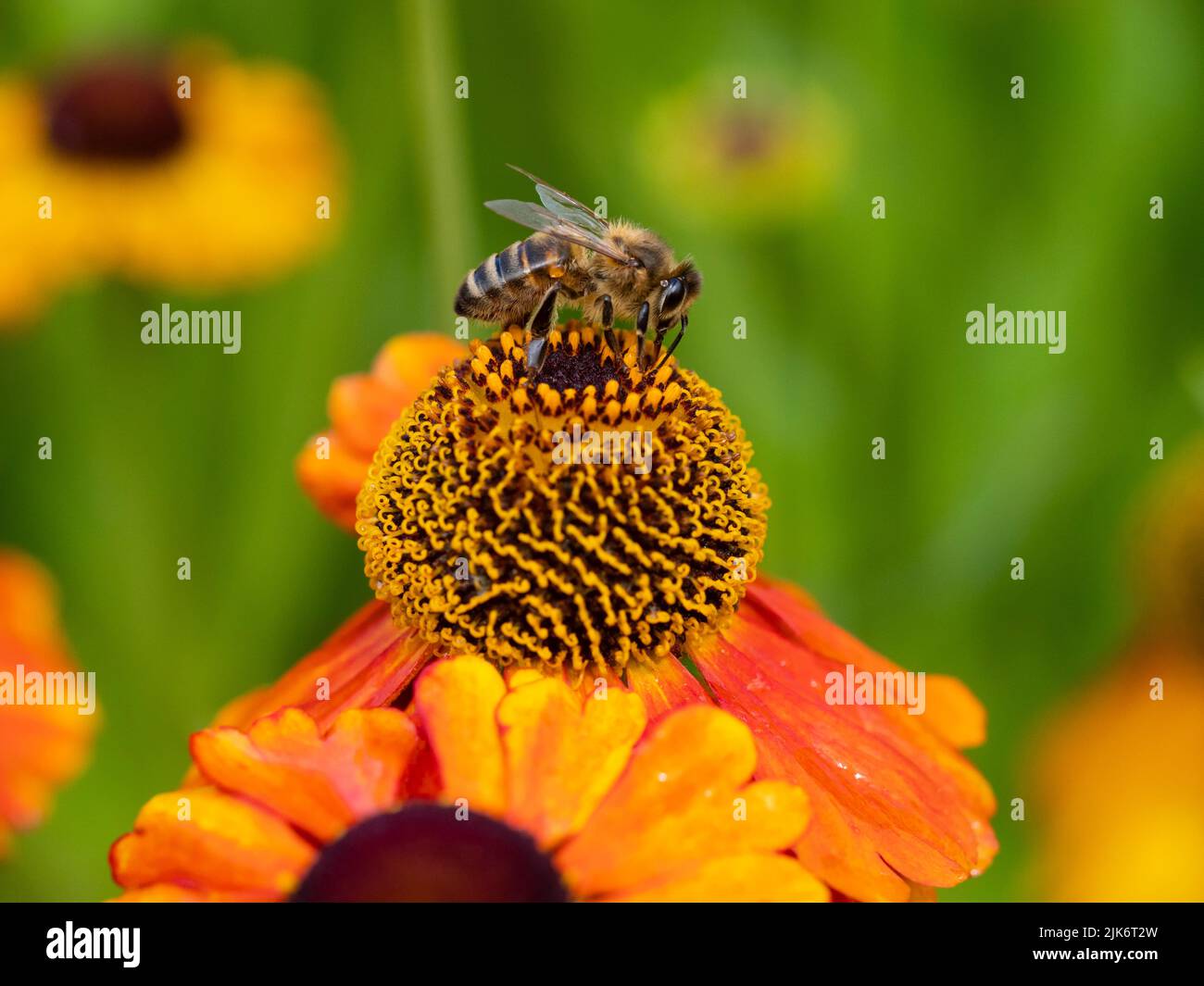European honeybee, Apis mellifera, feeding on the flower of the hardy perennial sneezeweed, Helenium 'Sahin's Early Flowerer' Stock Photo