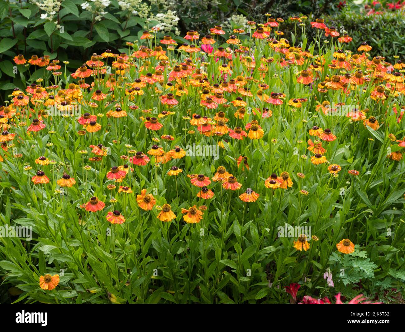 Red, yellow and orange flowers of the hardy, long flowering ornamental perennial sneezeweed, Helenium 'Sahin's Early Flowerer' Stock Photo