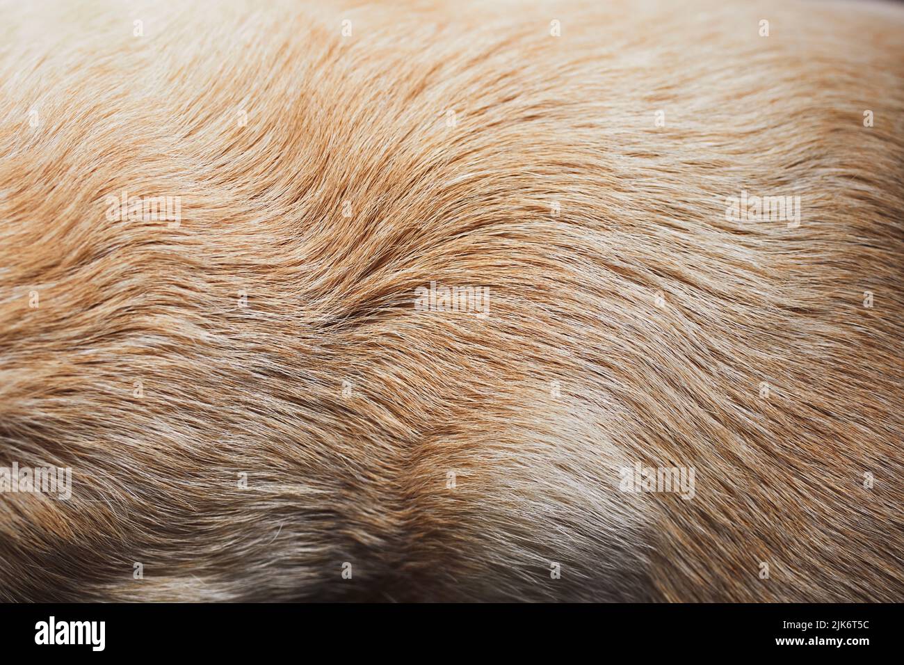 Animals with brown fur hi-res stock photography and images - Alamy