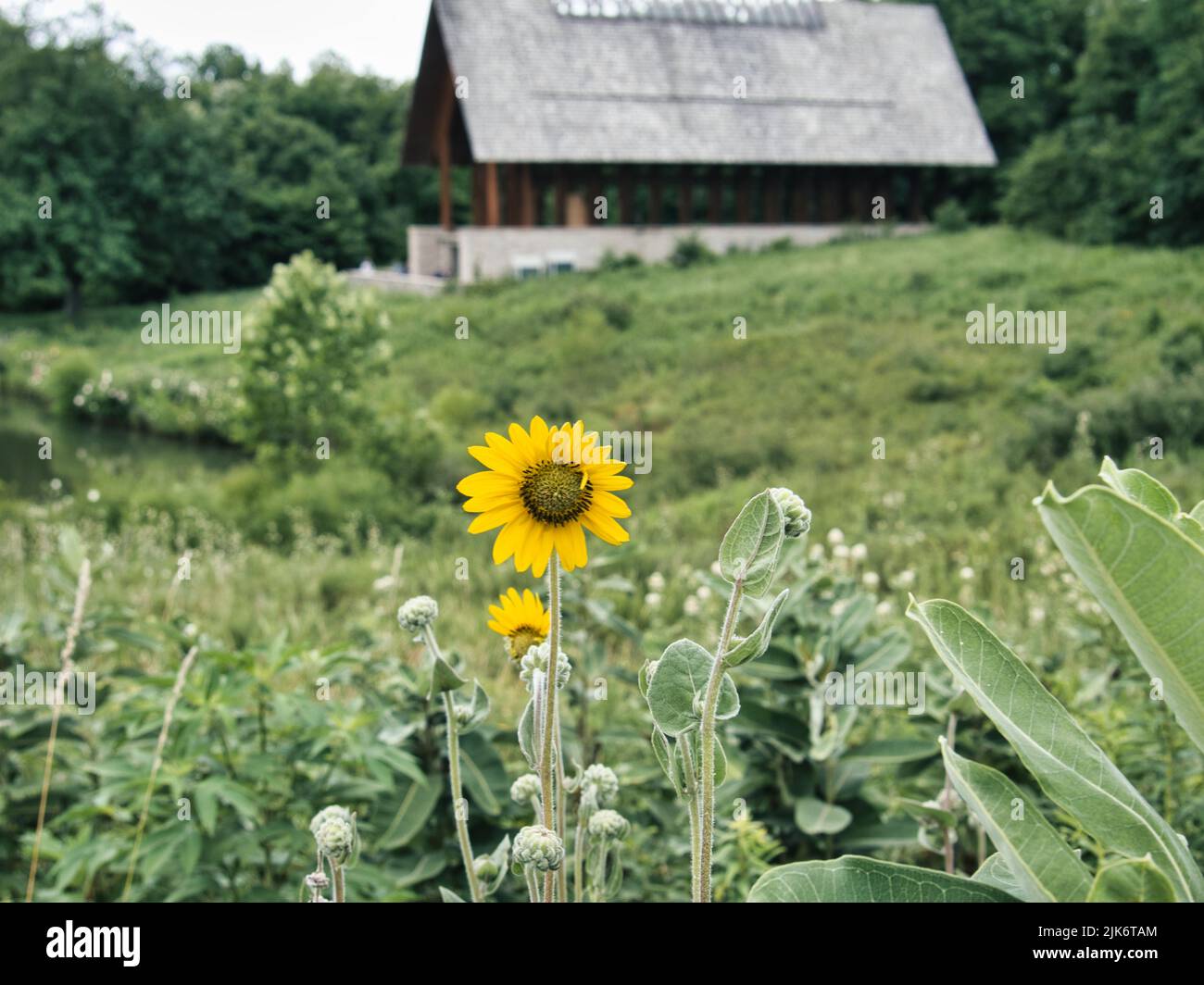Ashy Sunflower with remote chapel in the background. Beauttiful scene would make an excellent wallpaper or print to hang in home. Kingsville Missouri Stock Photo