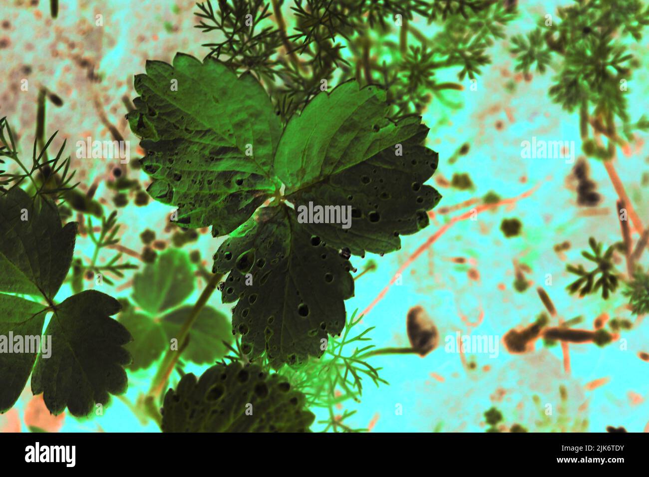 Top view of a three leaf strawberry plant growing in the garden in a ...