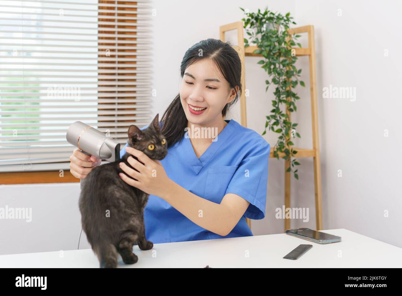 Pet salon concept, Female veterinarian using hair dryer on the cat in