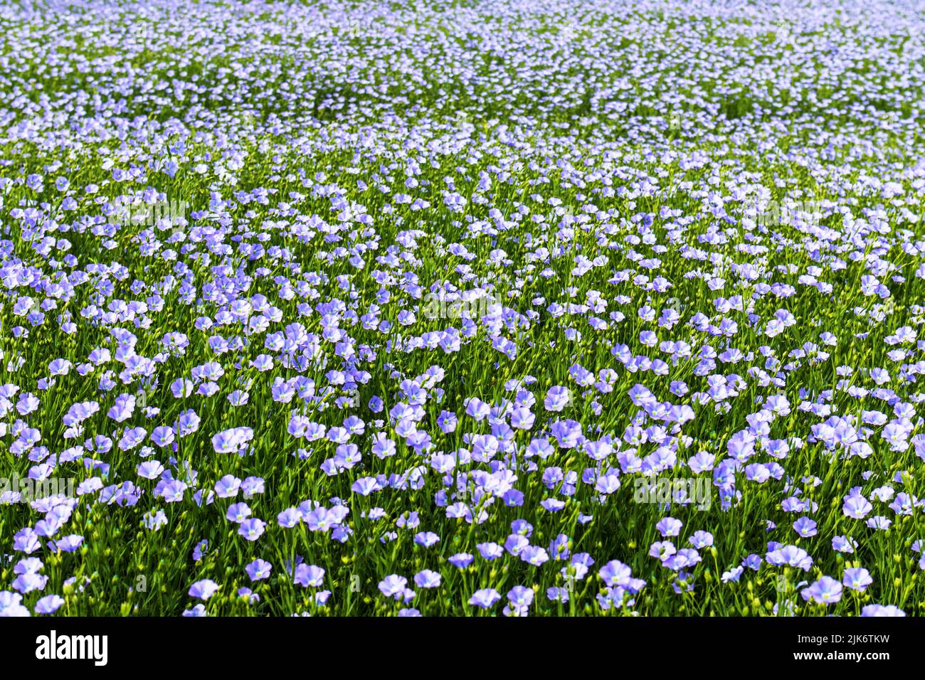 A meadow full of small blue flowers on a green background Stock Photo