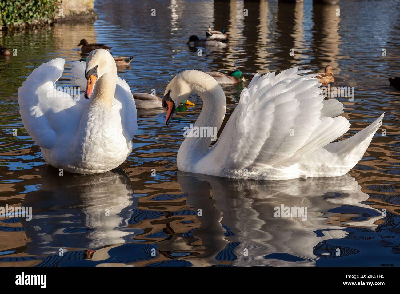 Mute Swans on the River Great Ouse Stock Photo