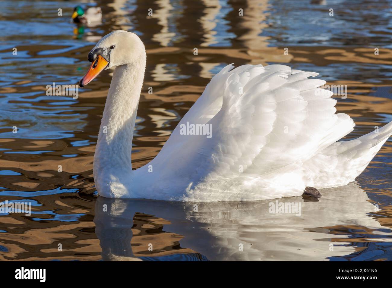 Adult Mute Swan on the River Great Ouse Stock Photo