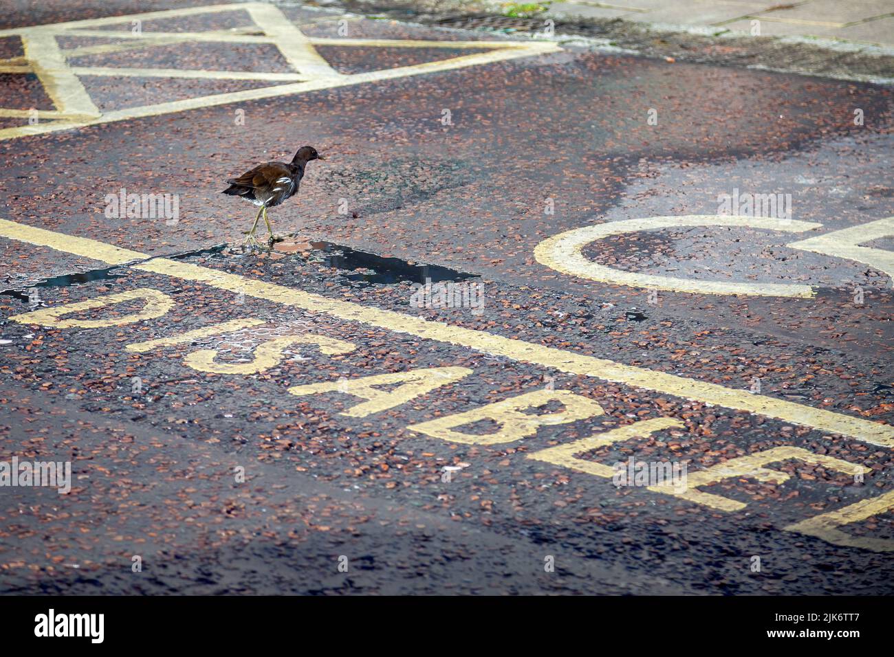 Moorhen walking into disabled parking zone Stock Photo