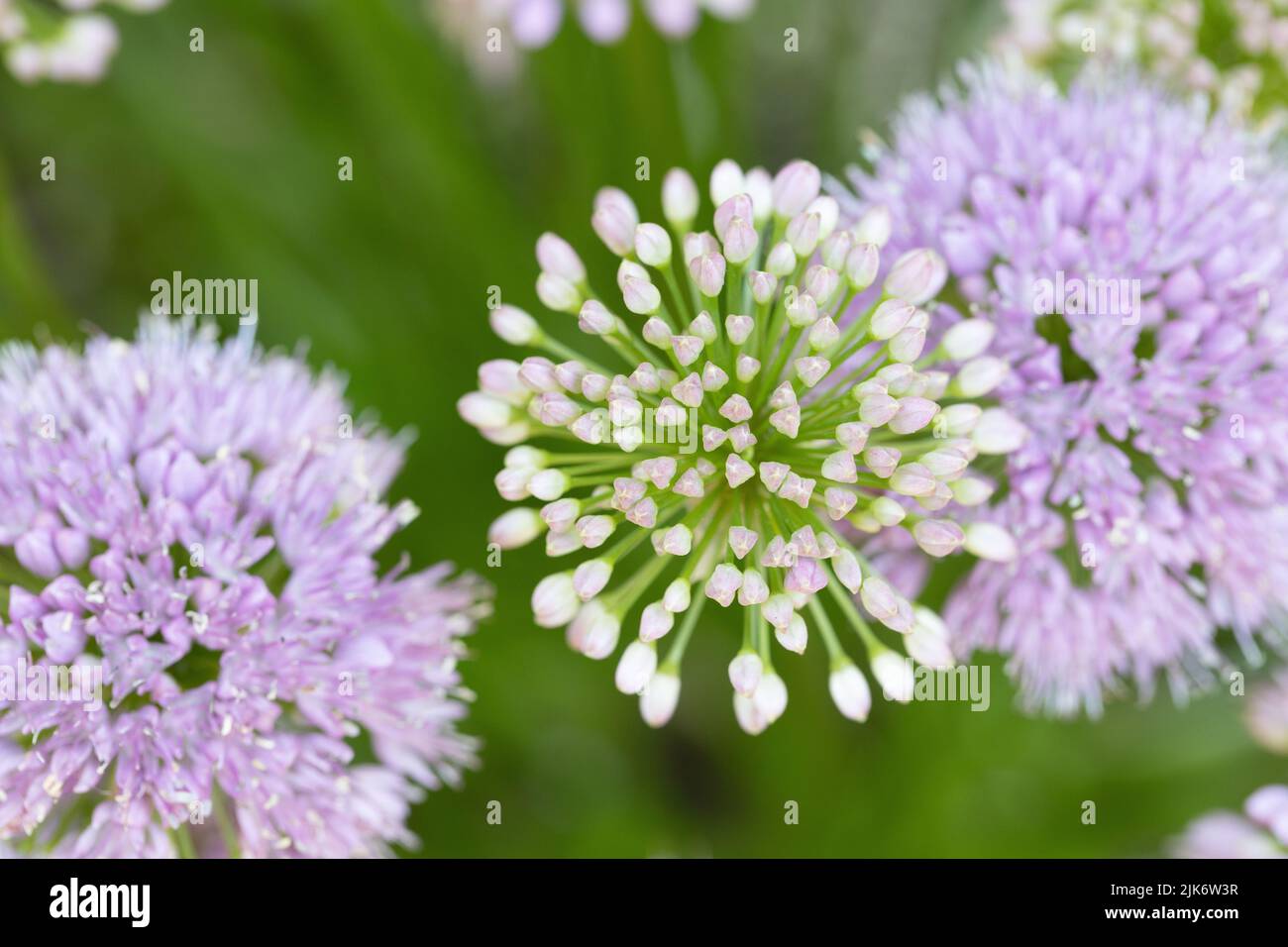Allium 'Millenium' flowers close up. Stock Photo