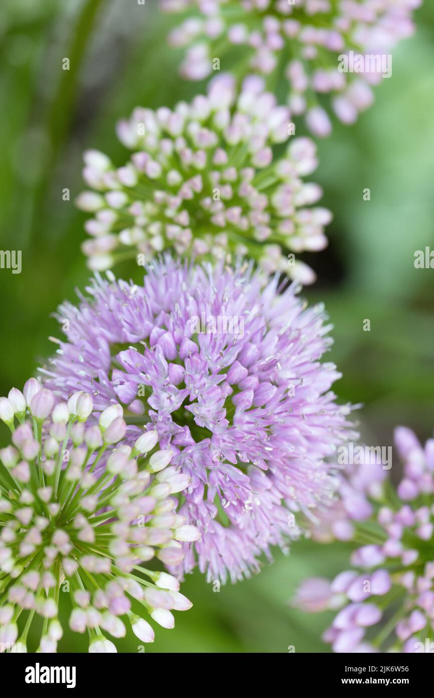 Allium 'Millenium' flowers close up. Stock Photo