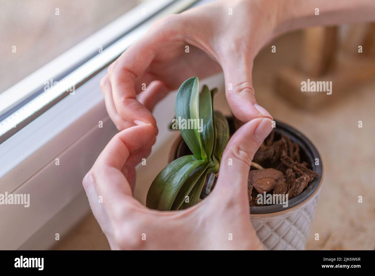 Hands showing heart above an orchid plant Stock Photo