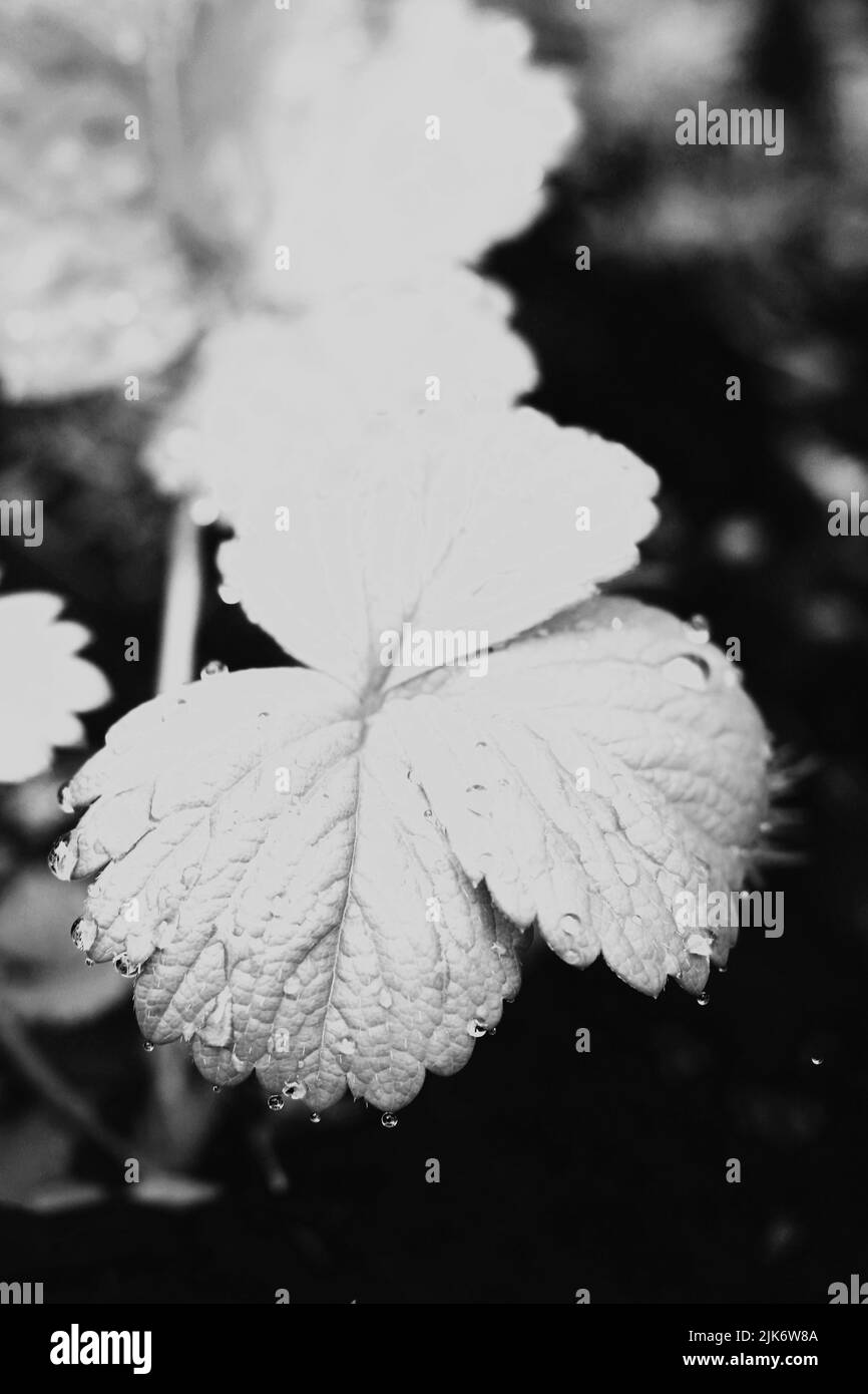 Top view of a three leaf strawberry plant growing in the garden in ...