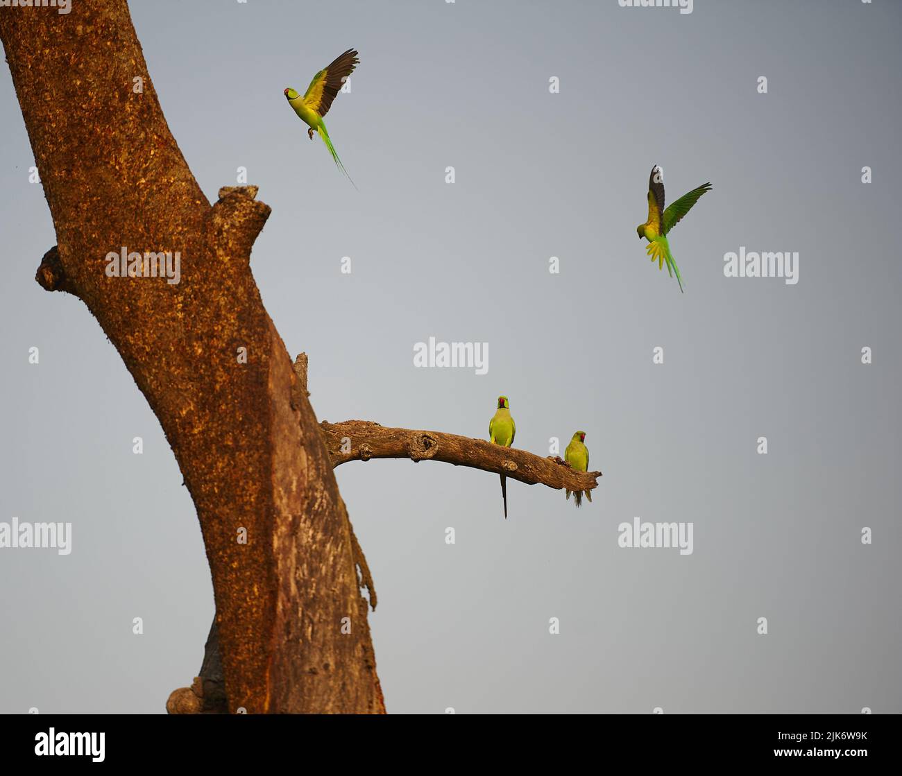 Musical Chair? Parakeets at Kaziranga Stock Photo - Alamy