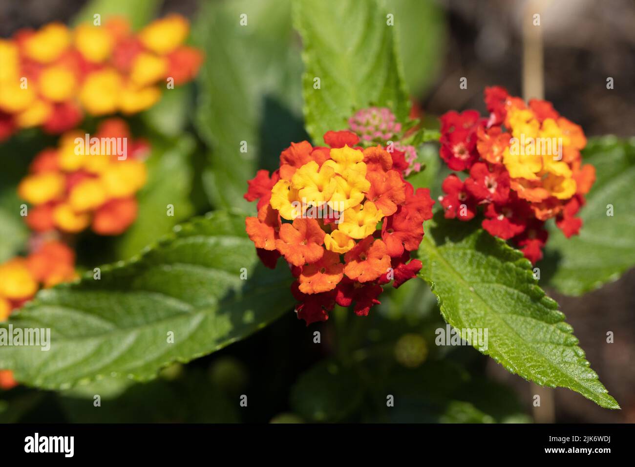 Lantana camara 'red bicolor' flowers close up. Stock Photo