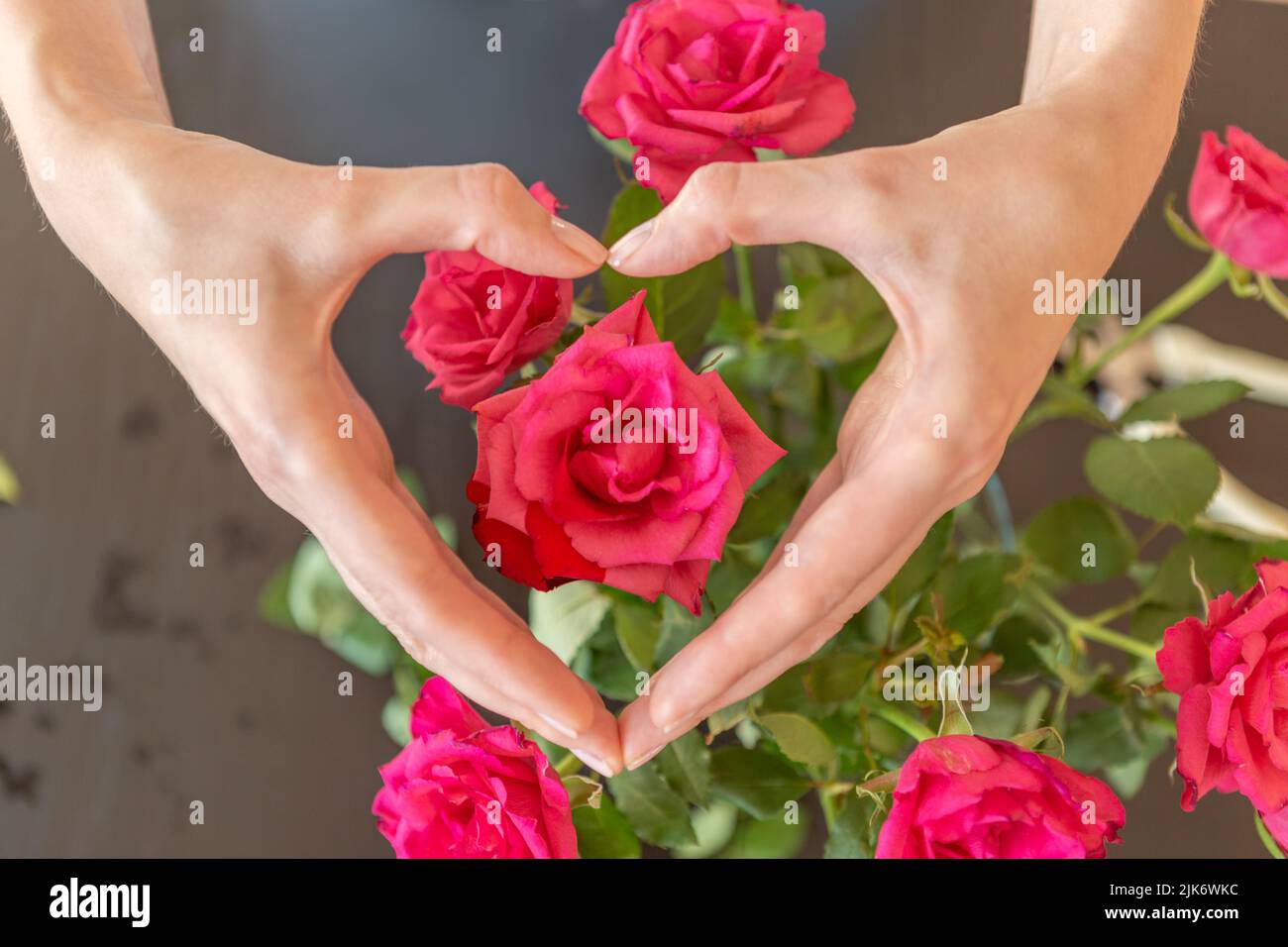 Woman hand showing heart above a pink rose Stock Photo