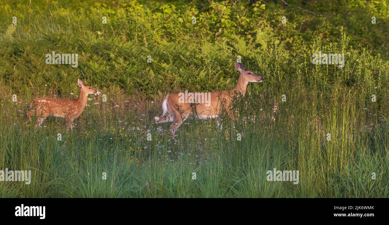 White-tailed doe and her fawn in a summer field in northern Wisconsin. Stock Photo