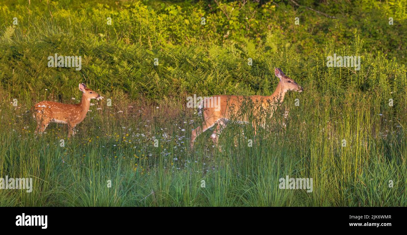 White-tailed doe and her fawn in a summer field in northern Wisconsin. Stock Photo