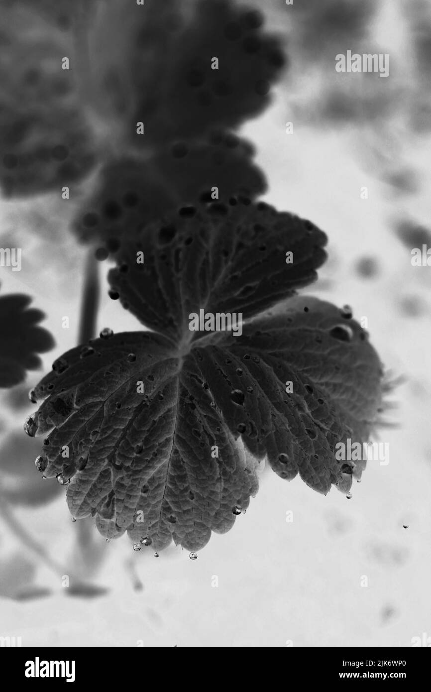 Top view of a three leaf strawberry plant growing in the garden in ...