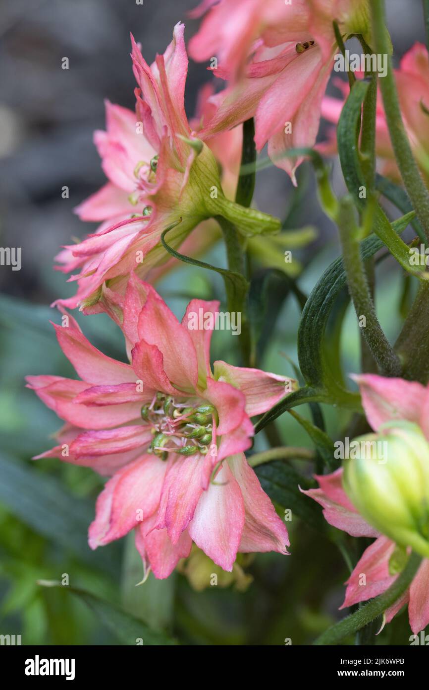 Delphinium 'Red Lark' flowers close up. Stock Photo
