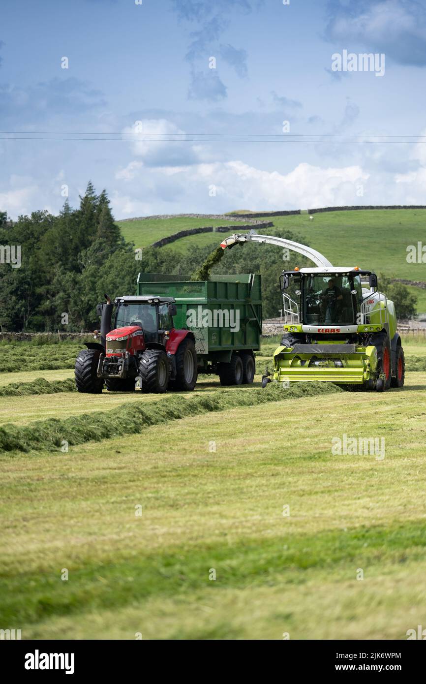 Silaging on a dairy farm, using a Claas self propelled forager, filling trailers with chopped grass for winter feed. Cumbria, UK. Stock Photo