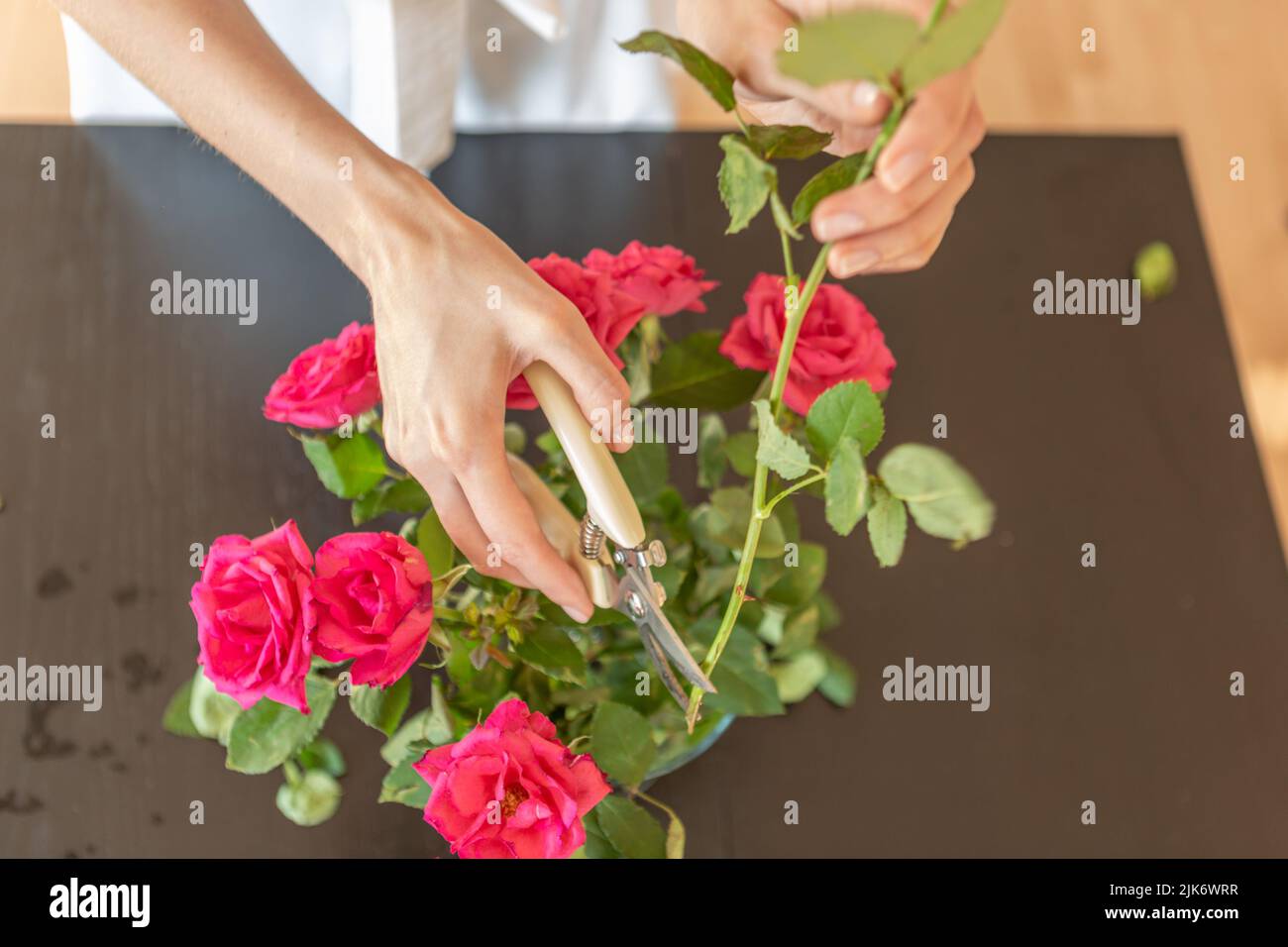 Woman's hands cutting home a rose Stock Photo
