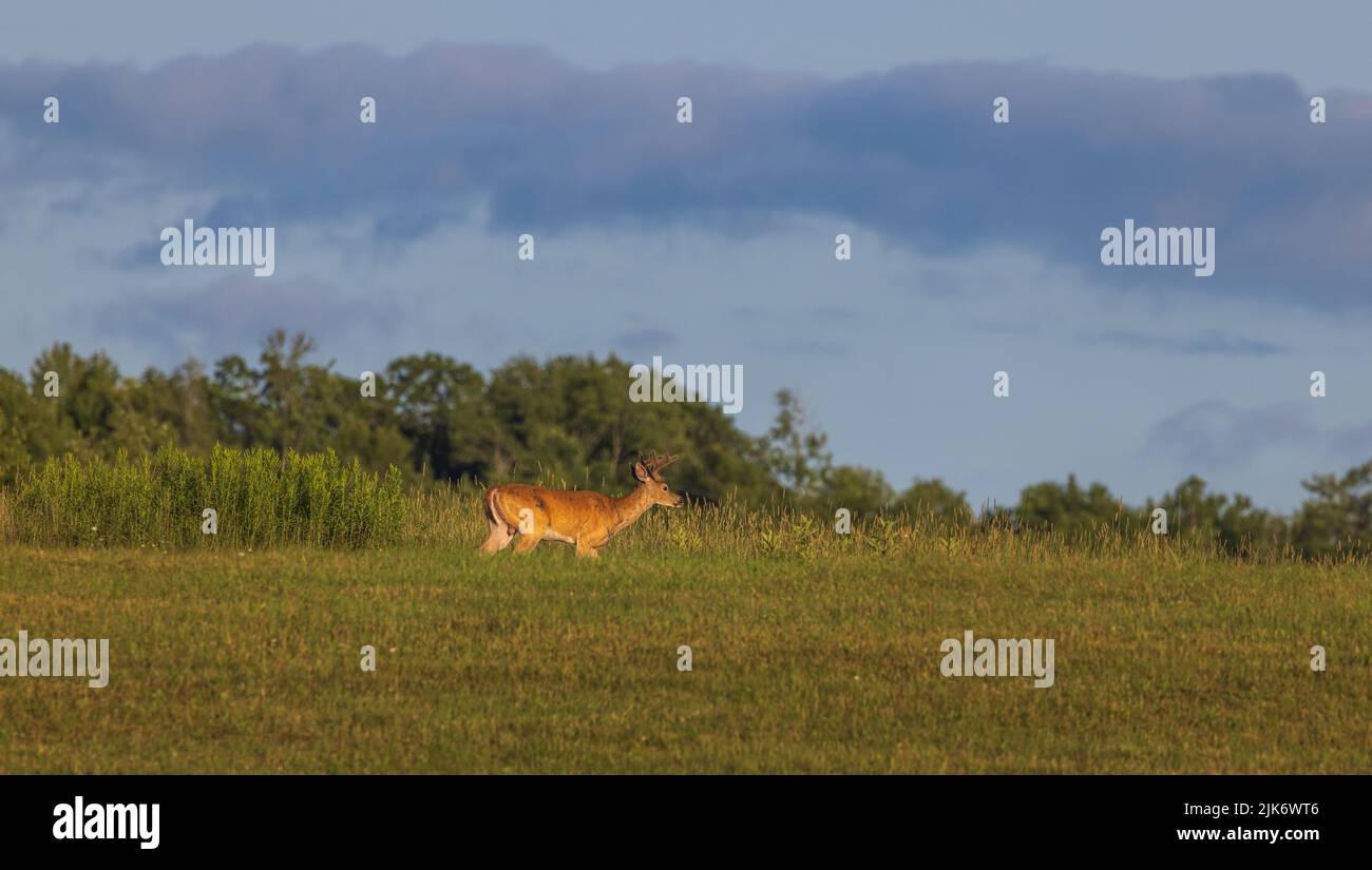 Young white-tailed buck in northern Wisconsin. Stock Photo