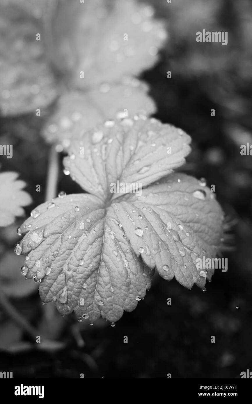 Top view of a three leaf strawberry plant growing in the garden in ...