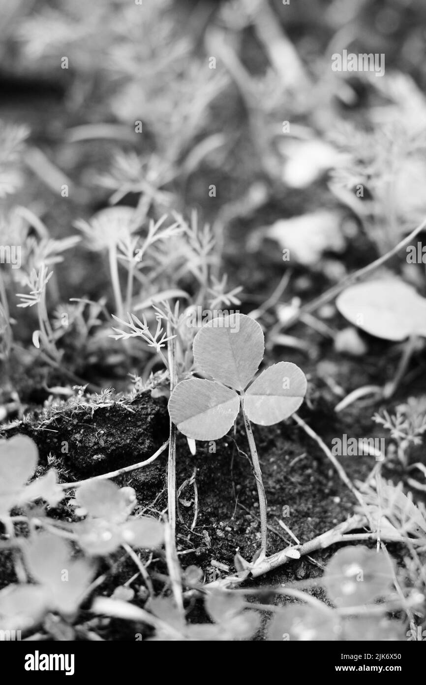 A single three leaf clover plant growing in the garden in black and white Stock Photo Alamy