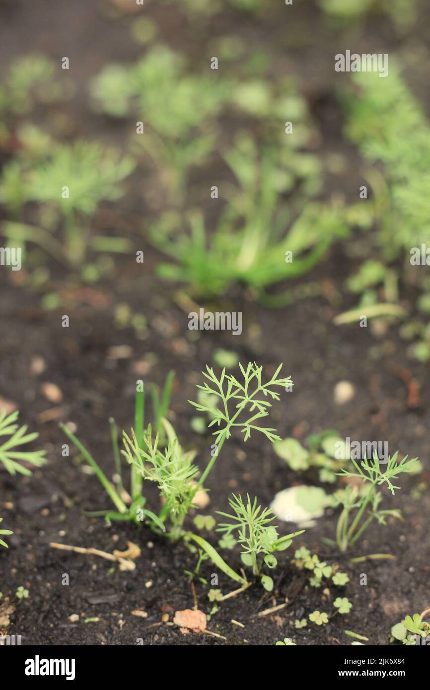 dianthus green trick plant Green Ball Dianthus
