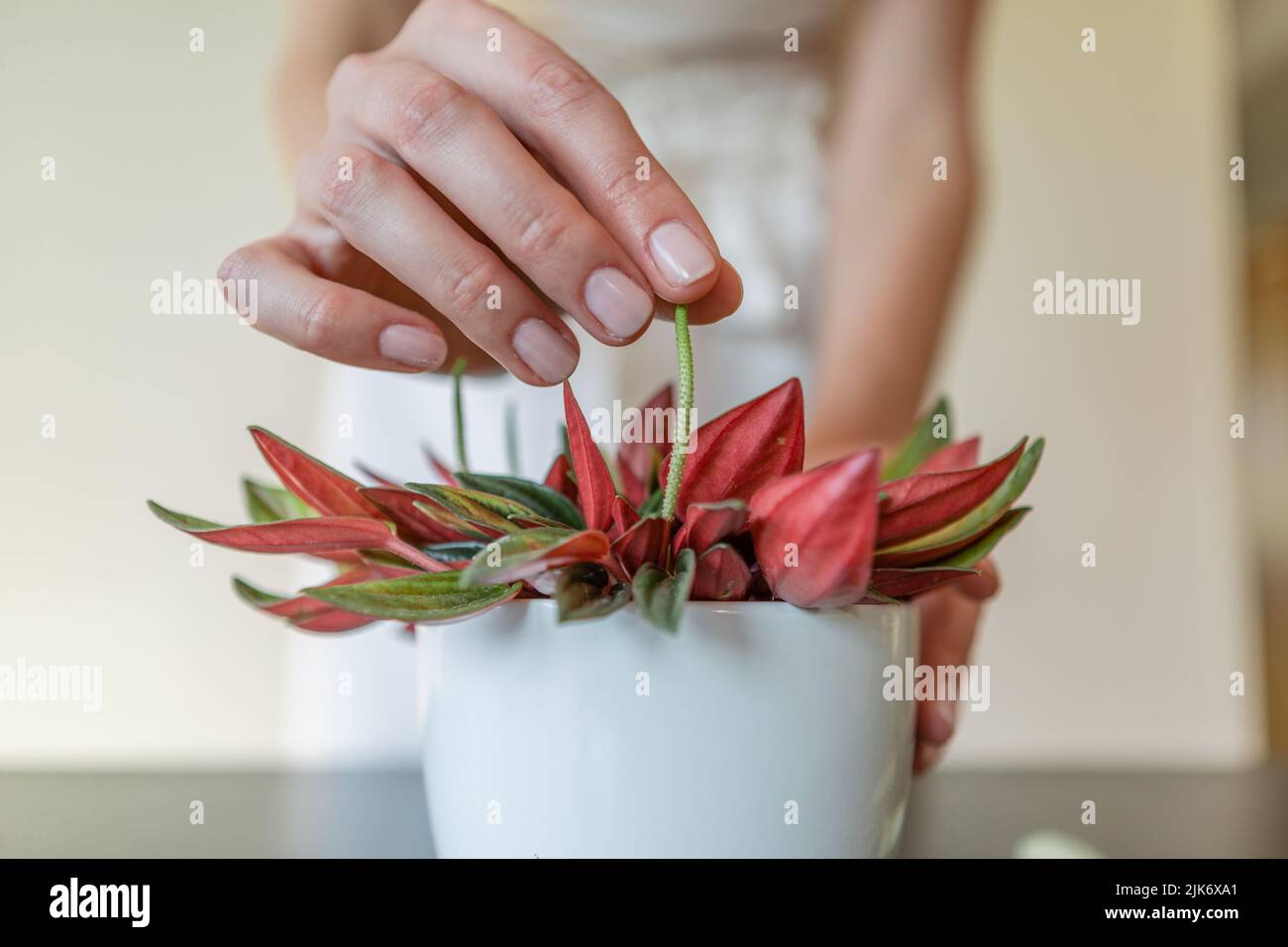 Woman's hands holding a flower of the peperomia rosso Stock Photo