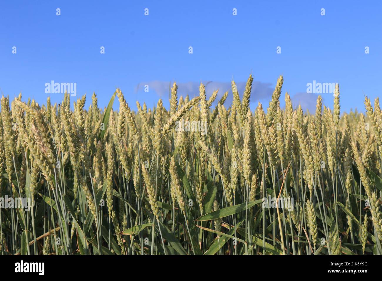 Wheat field in summer Stock Photo - Alamy
