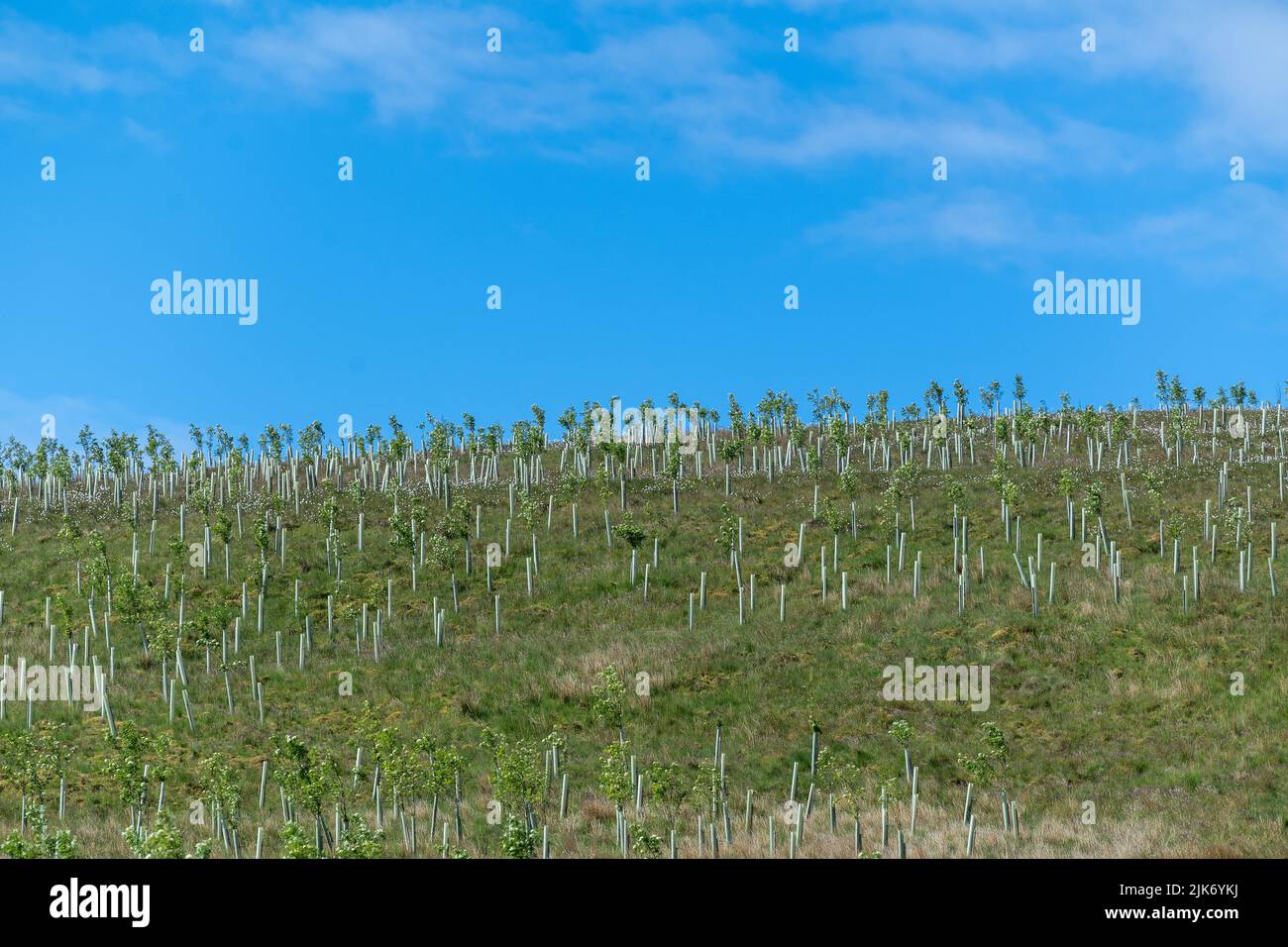 Moorland in the Upper Eden Valley planted with softwood trees as part of an environmental scheme. Mallerstank, Cumbria, UK. Stock Photo