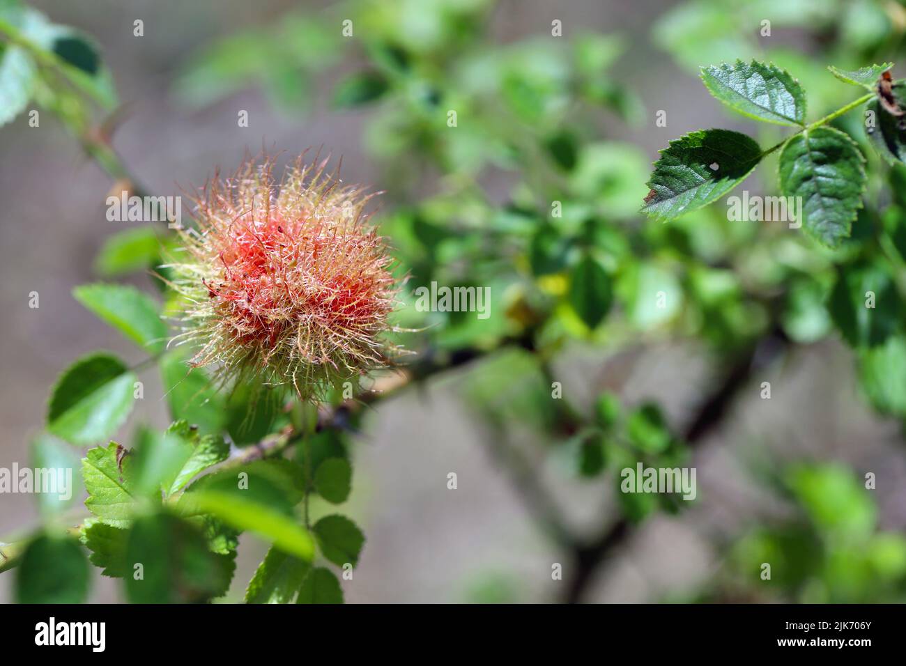 Rose bedeguar gall, Robin's pincushion gall, moss galls (Diplolepis rosae) on rose. Stock Photo
