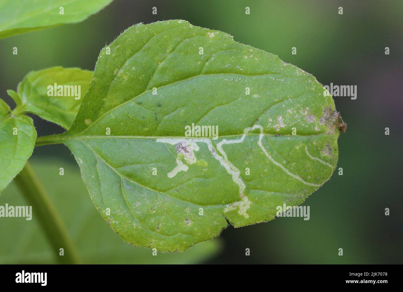 Tunnel made by leaf miner larva in leaf. Stock Photo