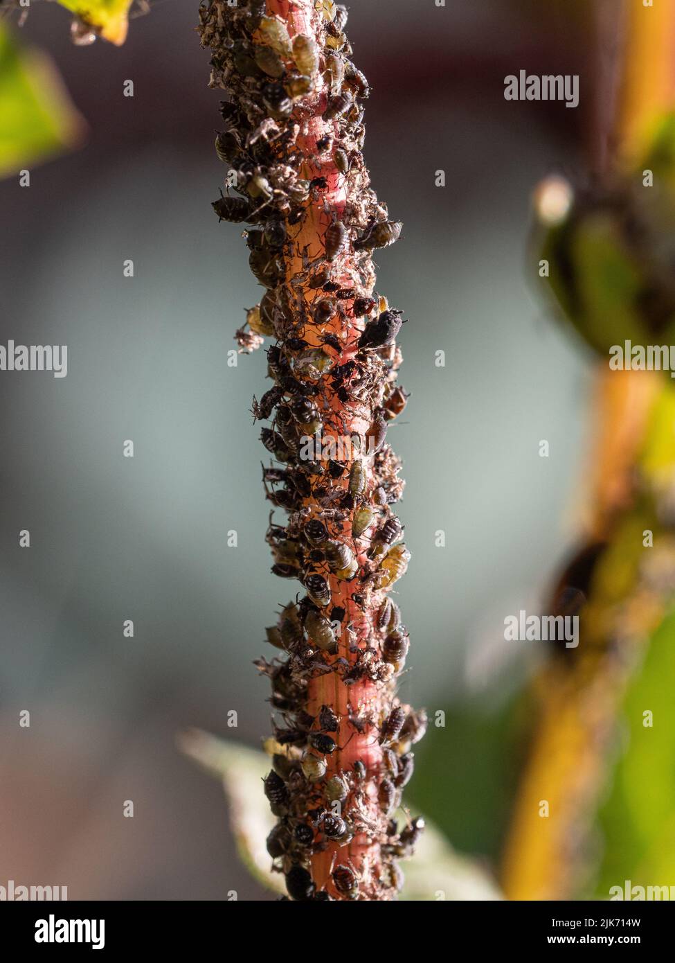 A close up of black aphids infesting a Dahlia stem Stock Photo