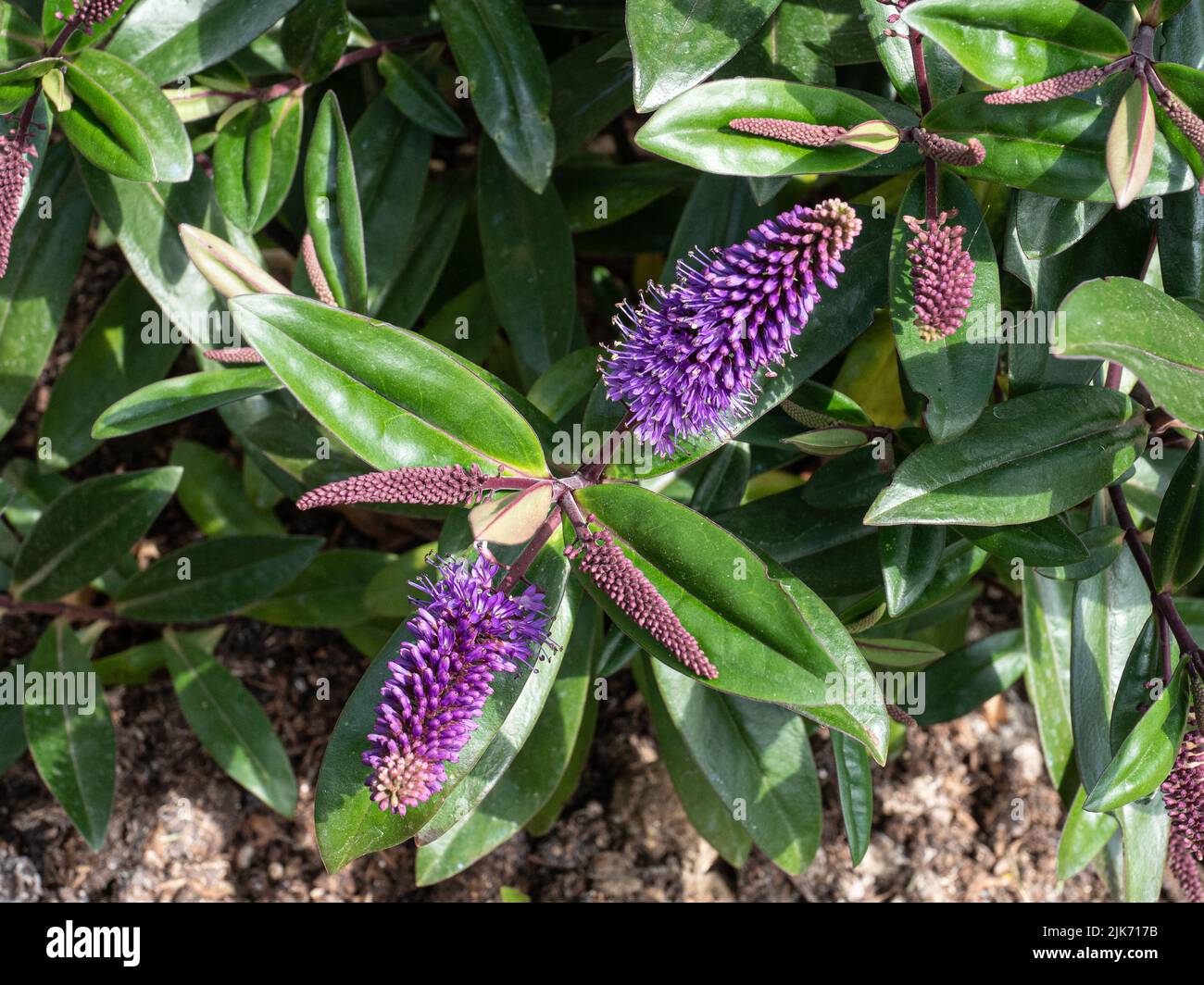 A close up of the deep purple flower spike of the evergreen Hebe 'Wiri Prince' Stock Photo