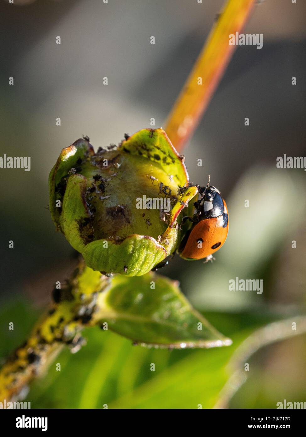 A ladybird feeding on black aphids infesting a Dahlia stem and bud. Stock Photo