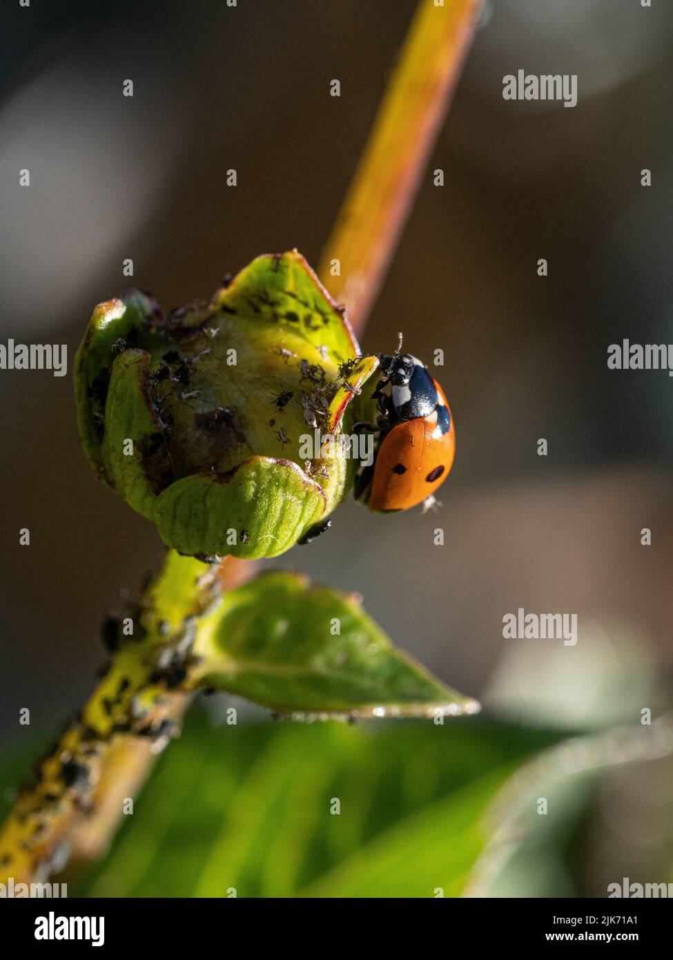 A ladybird feeding on black aphids infesting a Dahlia stem and bud. Stock Photo