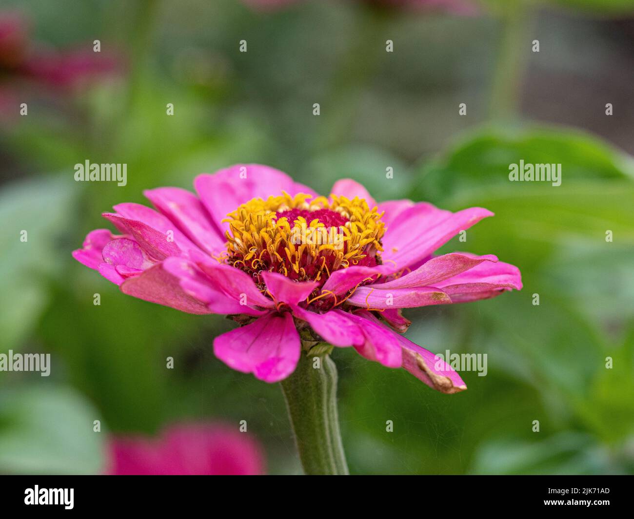 A close up of a single pink flower of Zinnia elegans Jazz Stock Photo