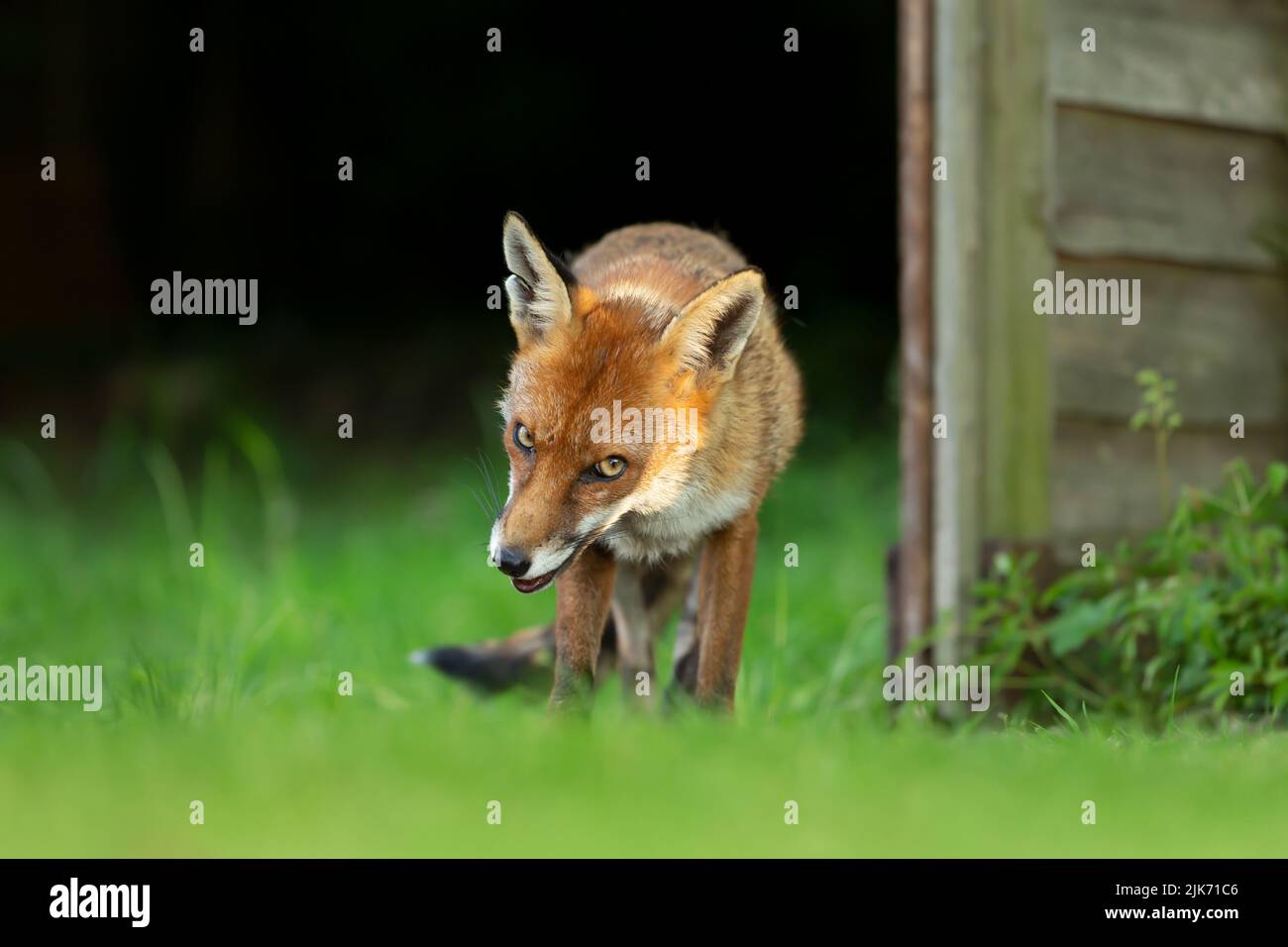 Close up of a Red fox (Vulpes vulpes) in grass against dark background, England, UK. Stock Photo