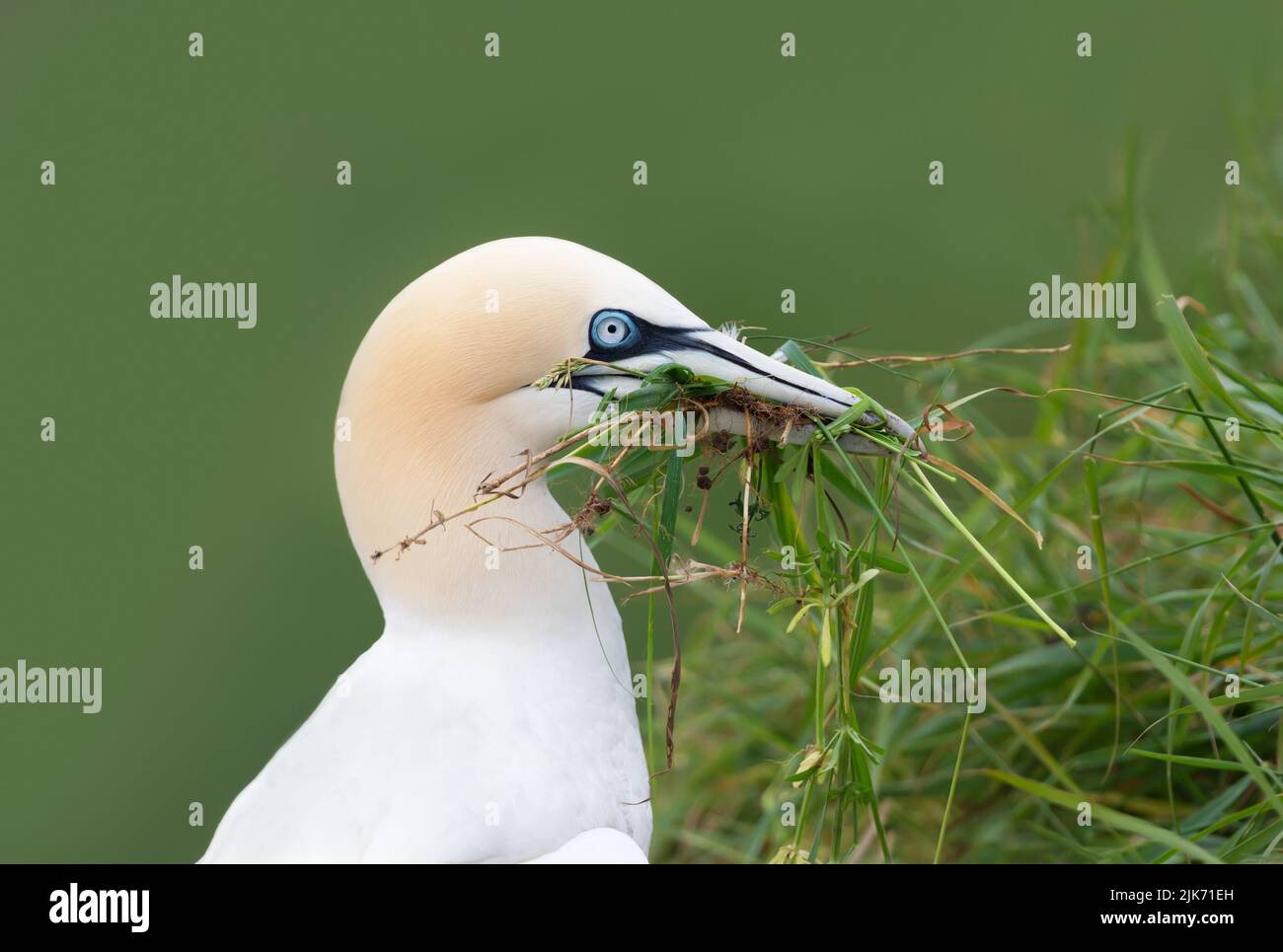 Close up of a Northern gannet (Morus bassana) with nesting material in the beak, Bempton cliffs, UK. Stock Photo