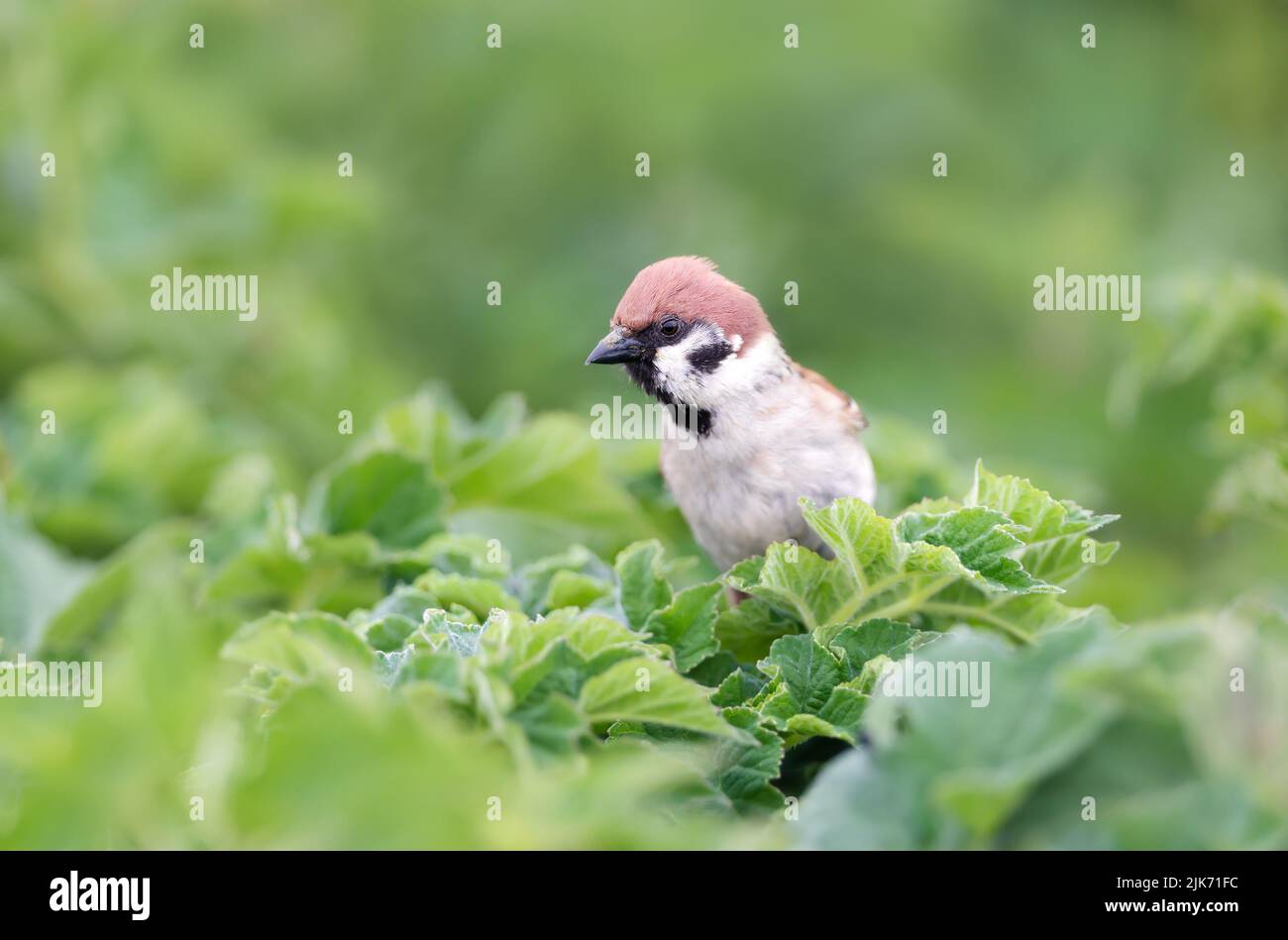 Close up of Eurasian tree sparrow perched on green plants, Bempton cliffs, UK. Stock Photo