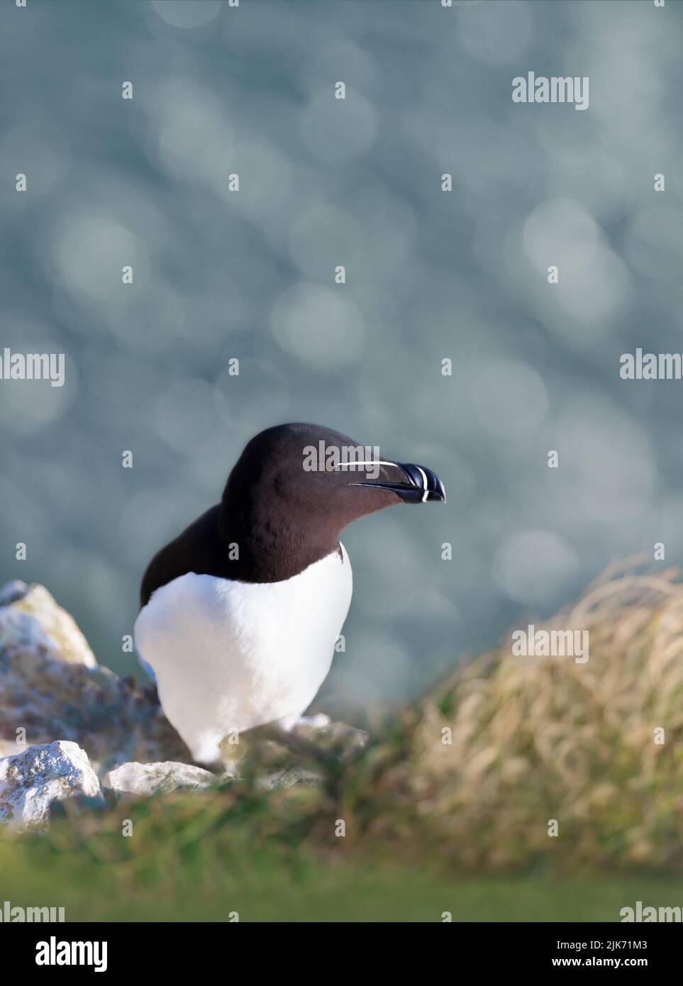 Close up of Razorbill perched on the cliffs in Bempton, UK. Stock Photo